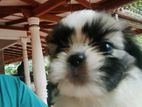 Shih Tzu Puppies