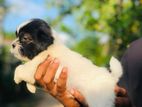 Shizu Dog