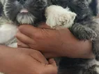 Shih Tzu Puppies