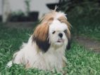 Shih Tzu Male for Crossing