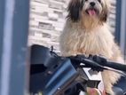 Shih Tzu Male Dog for Crossing