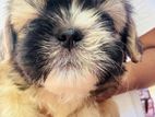 Shih Tzu Puppies