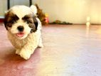 Shih Tzu Puppy