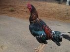 Shomo Rooster