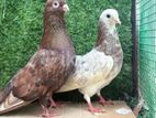 Short Face Set With A Fantail