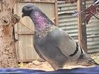 Pigeons