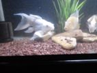 Short body platinum butterfly koi