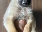 German Shepherd Puppies