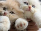 Short Ear Persian Kittens