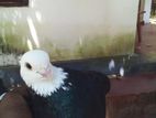 Short Face Pigeon