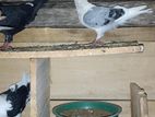 short face pigeon