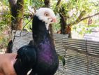 Short Face Pigeon