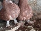 Pigoens