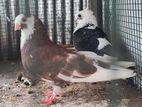 Pigeon
