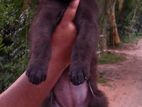 Short Hair German Shepherd Puppy