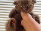 Short Hair Scottish Fold Kittens