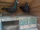 Pigeon Pair