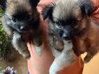 Short Pomeranian Puppies