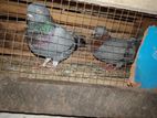 Pigeon
