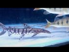 Shovelnose Catfish