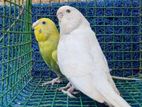 show cross love birds