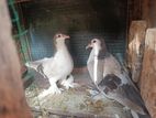 show pigeon