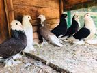 Pigeons