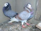 Pigeon
