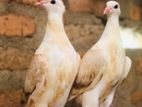 Pigeon
