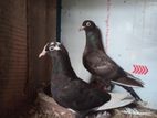 Show Pigeons