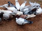 Pigeons
