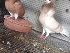 Show Pigeons