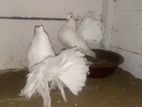 Show Pigeons