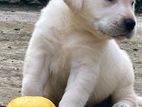 Imported Labrador Puppies