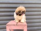 Shih Tzu Puppies