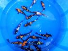 Showa with Hi Utsuri Koi Fish
