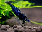 Shrimp Fish