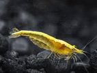 Shrimp Fish