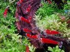 Shrimp