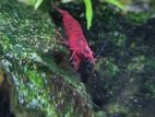 Red Cherry Shrimp