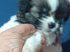 Shih Tzu Puppies
