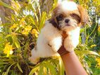 Shitzu Puppies