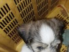 Shih Tzu Puppies