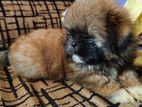 Shihtzu Puppies