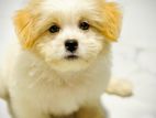 Shih Tzu Puppy