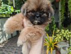 Shih Tzu Puppy