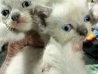 Siamese cats