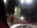 Siamese Green Dragon Beta Fish
