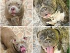 Siberian American Bully Puppies