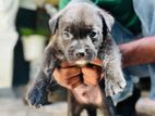 Siberian American Bully Puppies